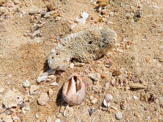 a small broken and white stone seashell lying on the white sand on the beach at daytime. going on a trip to the beach. aesthetic photos. holiday time in summer. A white coral on sand