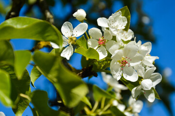 a flowering pear tree
