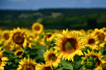 Fototapeta premium field of sunflowers