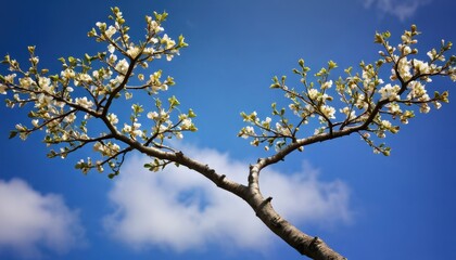 Blooming Branch Against Blue Sky.