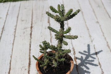 Opuncja Cylindropuntia Whipplei żółty kaktus
