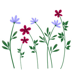 Wild flowers illustration