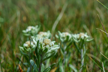 Alpine Edelweiss flowers on blurred background. Tourism, hiking destination. Meadow, high-altitude plant life, travel interest point. Mountain flora, trekking, eco-tourism.