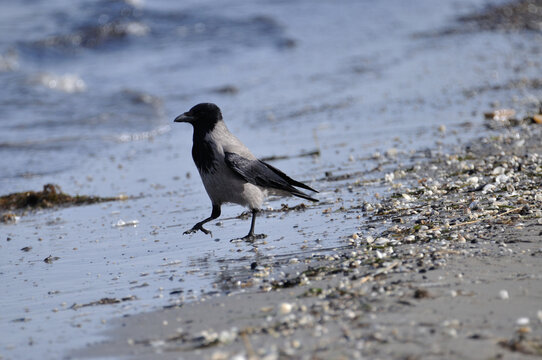 Eine Nebelkr&auml;he stelzt am Strand von Peenem&uuml;nde entlang. - A hooded crow struts along the beach at Peenemuende.