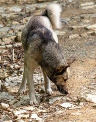 Portrait of a wild dog in the park