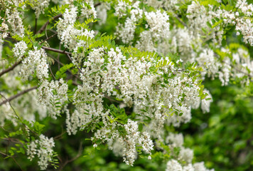 White flowers on an acacia tree in the park