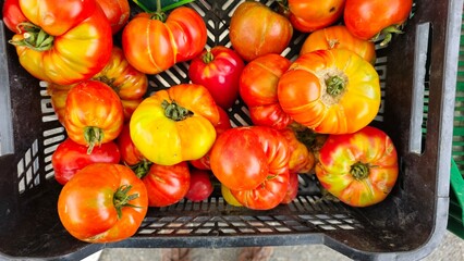 Tomato 1