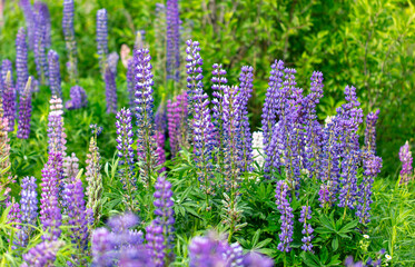 Lupine flowers in nature. Close-up