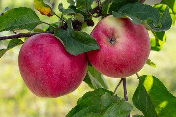 Red ripe apples on a tree in summer