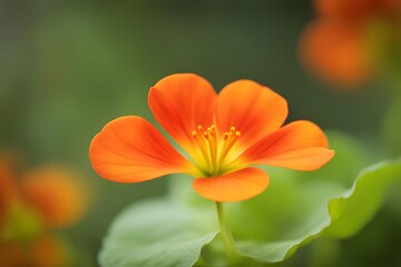 Obraz premium Flame nasturtium flower bokeh background, AI Generated