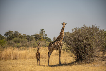 This adult rothschild giraffe (Giraffa camelopardalis rothschildi) is seen walking through open grassland. © vaclav