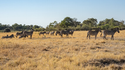herd of zebras in the African savanna at sunset botswana