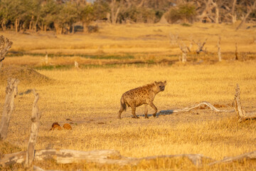 Hyena, detail portrait. Spotted hyena, Crocuta crocuta, angry animal near the water hole, dark forest with trees. Animal in nature, Okavango, Botswana. Wildlife Africa.