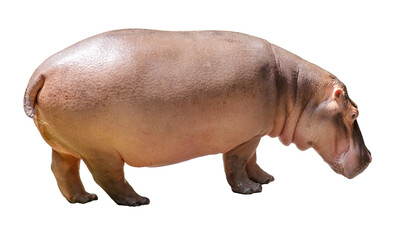 Hippopotamus isolated on white background