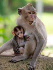 Monkey with baby in tropical park
