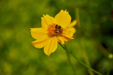 Honey bee on yellow flower