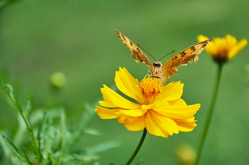 Junonia almana, the peacock pansy on yellow flower green background