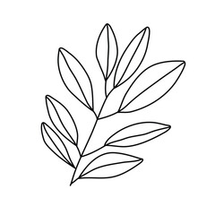 Hand drawn doodle leaf isolated on white background. Simple doodle style.