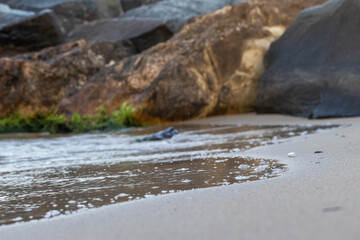 wet sand and rocks covered with seaweed on the shore