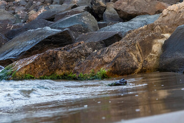 rocks covered with algae on wet sand on the seashore