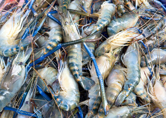 Shrimp on Ice on a counter in Thailand