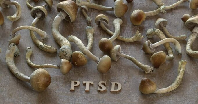 PTSD wooden letters and fresh Psilocybe Cubensis mushrooms. Using psilocybin in the treatment of PTSD concept. Table spin.