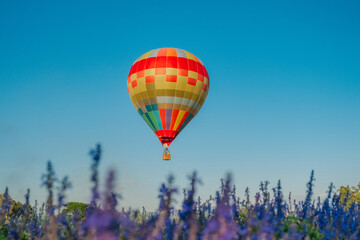 Fototapeta premium Flower field with balloons On a good day in Chiang Mai, Thailand