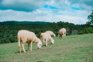 Fototapeta premium Sheep fields on the top of a mountain in Chiang Mai Province, Thailand.