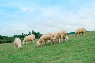 Fototapeta premium Sheep fields on the top of a mountain in Chiang Mai Province, Thailand.
