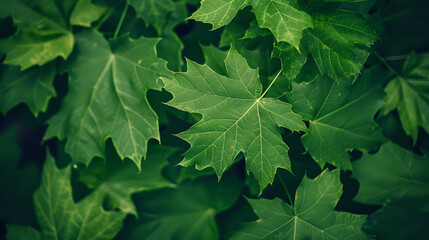 Close-up of green leaves with a leafy green background, representing nature and tranquility.