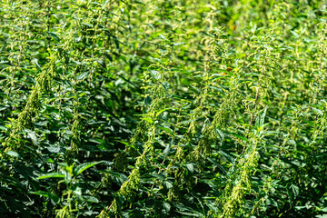 Green stinging nettle in the summer meadow	
