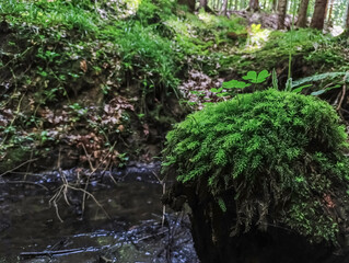 Macro  - Forest - Europe, Romania, Suceava region