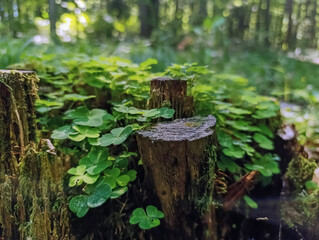 Macro  - Forest - Europe, Romania, Suceava region