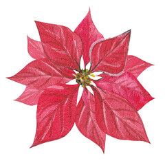 Red poinsettia flower.Christmas watercolor illustration.Hand drawn winter plants. Isolated New Year's decor element in PNG format