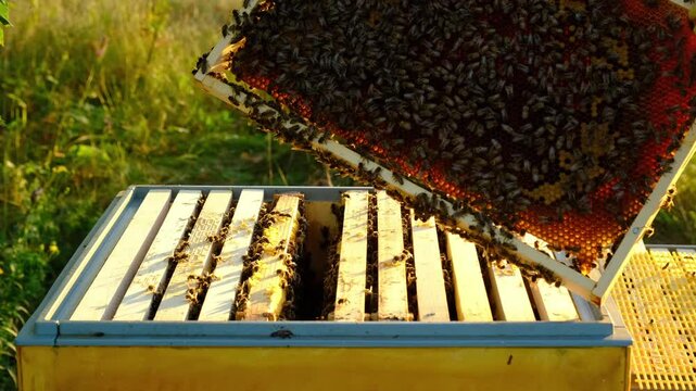 A beekeeper, a woman in a protective suit against bee stings, holds a frame with honey from a bee hive in her hands. Beekeeping, care of the hive
