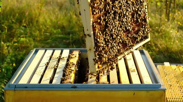 A beekeeper, a woman in a protective suit against bee stings, holds a frame with honey from a bee hive in her hands. Beekeeping, care of the hive