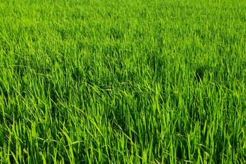 Background of a green grass. Green grass texture Green grass texture from a field.
