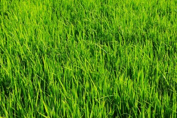 Background of a green grass. Green grass texture Green grass texture from a field.