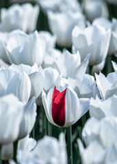 Artistic Virus Markings on Tulips