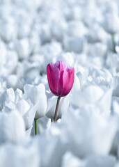 Unique Pink Tulips in a Sea of White