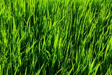 Background of a green grass. Green grass texture Green grass texture from a field.