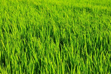 Background of a green grass. Green grass texture Green grass texture from a field.