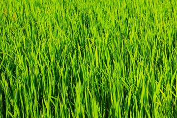 Background of a green grass. Green grass texture Green grass texture from a field.