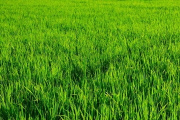 Background of a green grass. Green grass texture Green grass texture from a field.