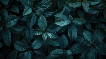Fototapeta premium Close-up of evergreen leaves as dark botanical background