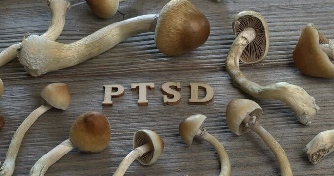 PTSD wooden letters and fresh Psilocybe Cubensis mushrooms. Using psilocybin in the treatment of PTSD concept. Table spin.