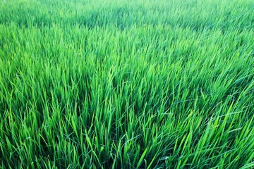 Background of a green grass. Green grass texture Green grass texture from a field.