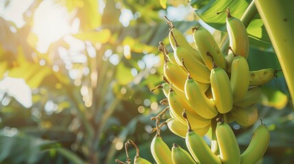 Obraz premium Bunch of ripe bananas hanging on a tree under the sunlight. The image captures the essence of tropical fruits in a natural setting. Ideal for food, agriculture, and nature-themed projects. AI