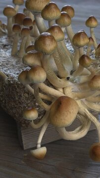 Psychedelic psilocybin mushrooms Golden Teacher on mycelium block, close-up. Psilocybe Cubensis raw mushrooms. Micro-dosing concept. Table spin. Vertical video.