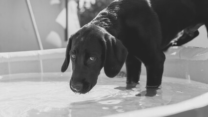Dobermann Labrador im Wasser Pool schwarz weiss
